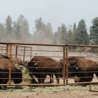 Bison Delivered Seattle