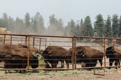 Bison Delivered Seattle